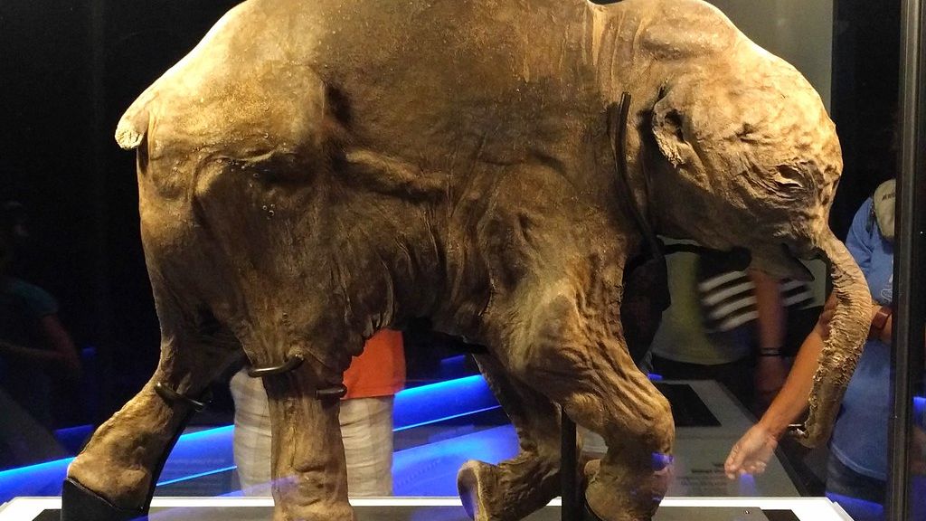 8 Incredible Fossil Discoveries Made by Everyday People