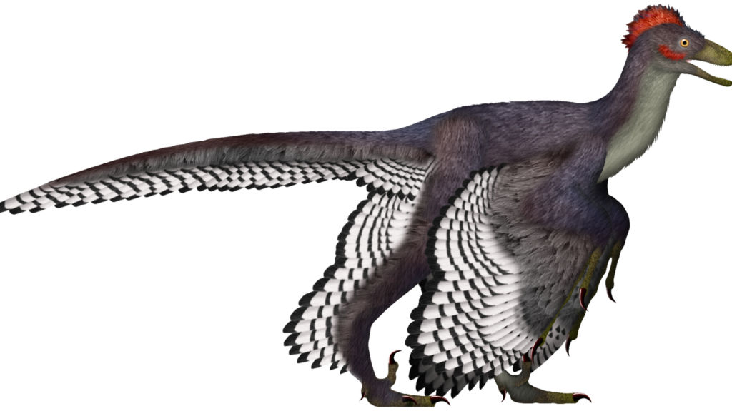 Some Dinosaurs Possessed Feathers for Display, Not Just for Warmth