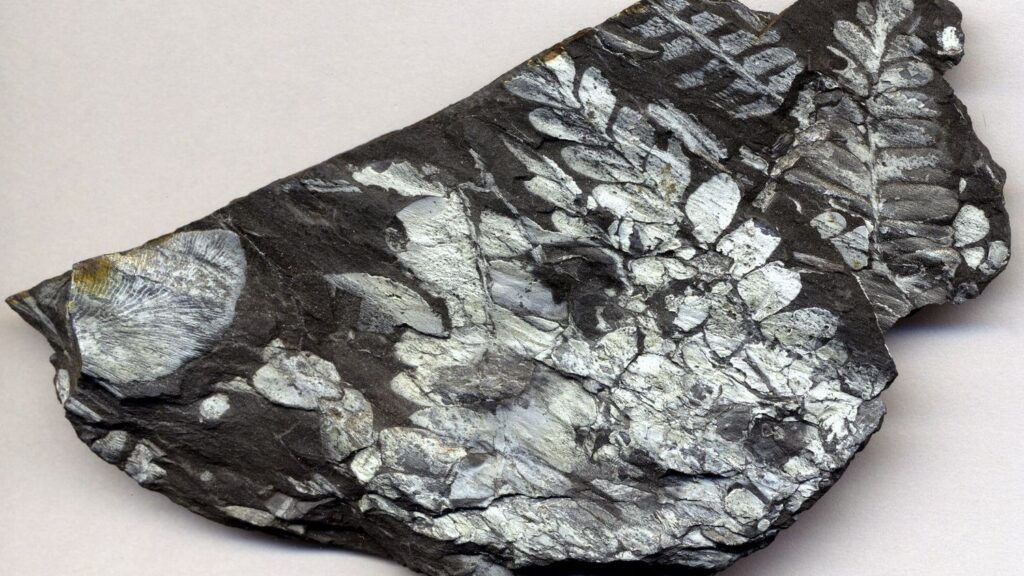 9 Fascinating Prehistoric Plants That Shaped Ancient Ecosystems