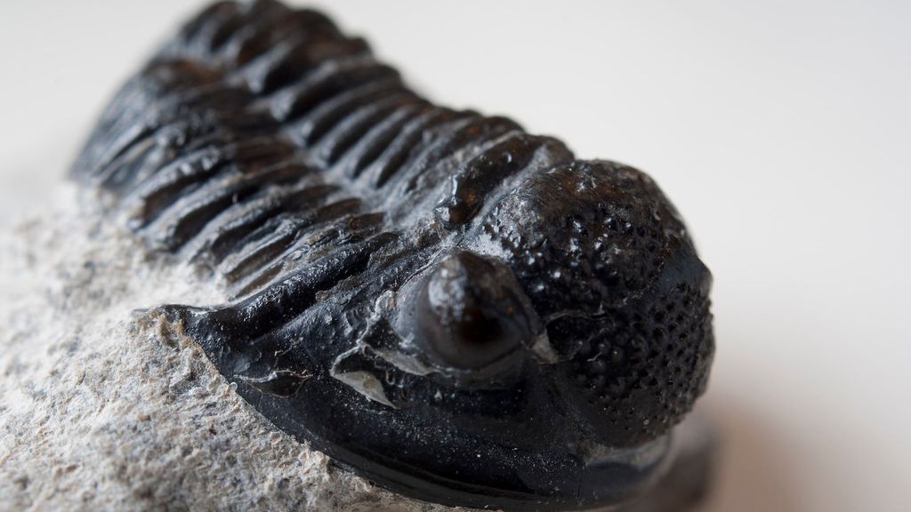 Which 7 Zodiac Signs Exhibit the Patient Wisdom of an Ancient Trilobite?