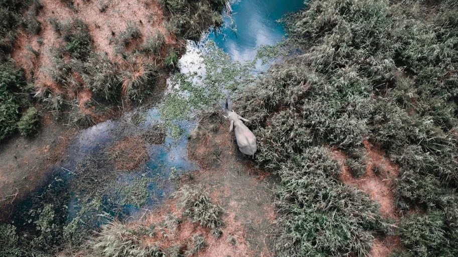 New York - UN Experts Urge Caution on AI's Role in Indigenous Conservation Efforts