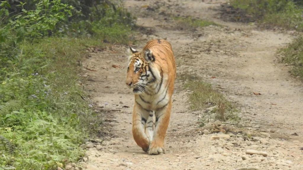 Nepal Proposes Dedicated Park for Conflict Tigers Amid Population Surge