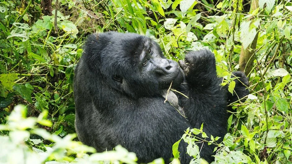 Smartphone Patrols Fuel Dramatic Comeback for Mountain Gorillas in Conflict Zones