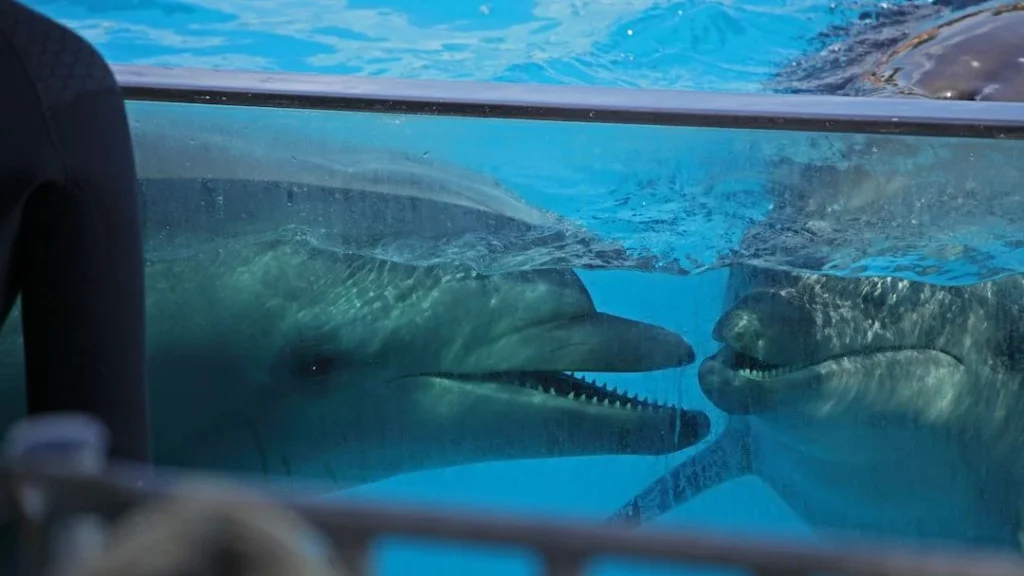 Singapore Resort Takes Key Step to End Wild Dolphin Sourcing