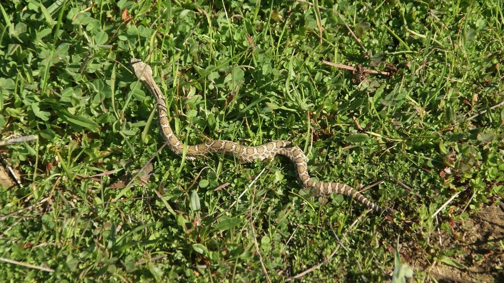 Science Challenges Long-Held Fear of Baby Rattlesnakes' Venom