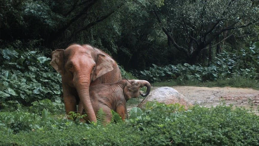 Asian Elephants Shift Foraging Habits as Malaysian Landscapes Transform