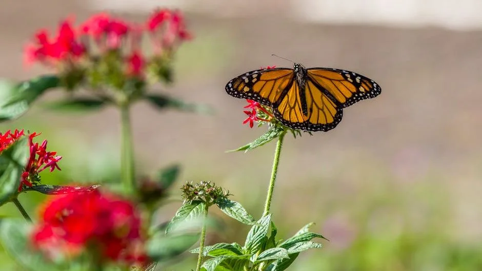 Warming Temperatures Undermine Monarch Butterflies' Survival Odds