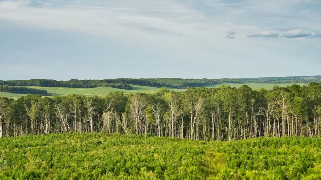 Forest Safeguards Leave Grasslands and Wetlands Exposed to Farming Expansion