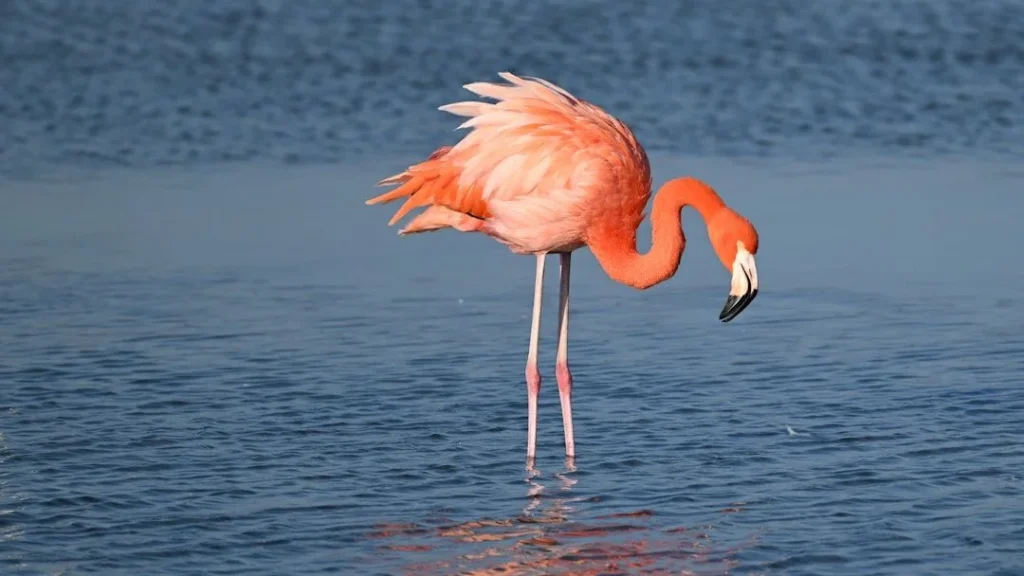 American Flamingos Signal Hopeful Recovery Amid Wetland Pressures
