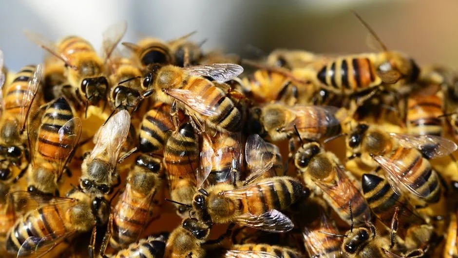 Widespread Bee Support Reveals Key Knowledge Gaps Among the Public
