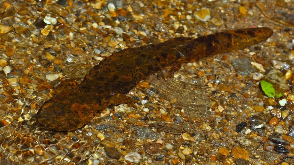 Hellbenders in Decline: Urgent Calls for Protection Ahead of Endangered Species Day