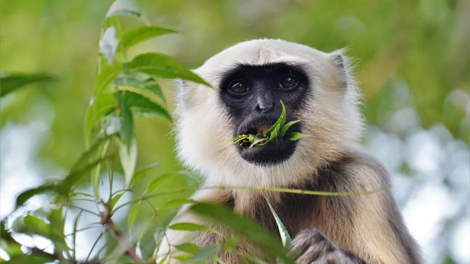 Singapore Volunteers Link Treetops to Safeguard Rare Banded Langurs