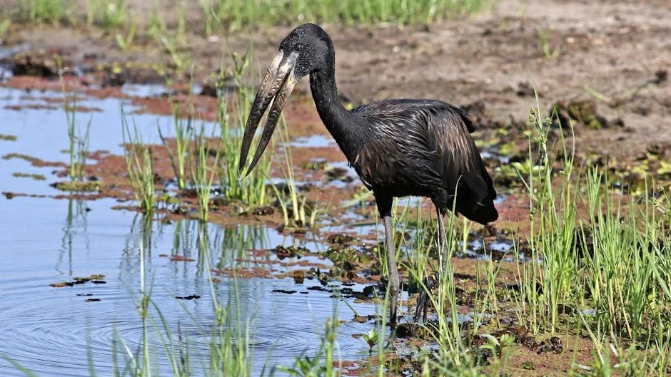 Wetlands Vanish Three Times Faster Than Forests: New Atlas Targets Africa's Crisis