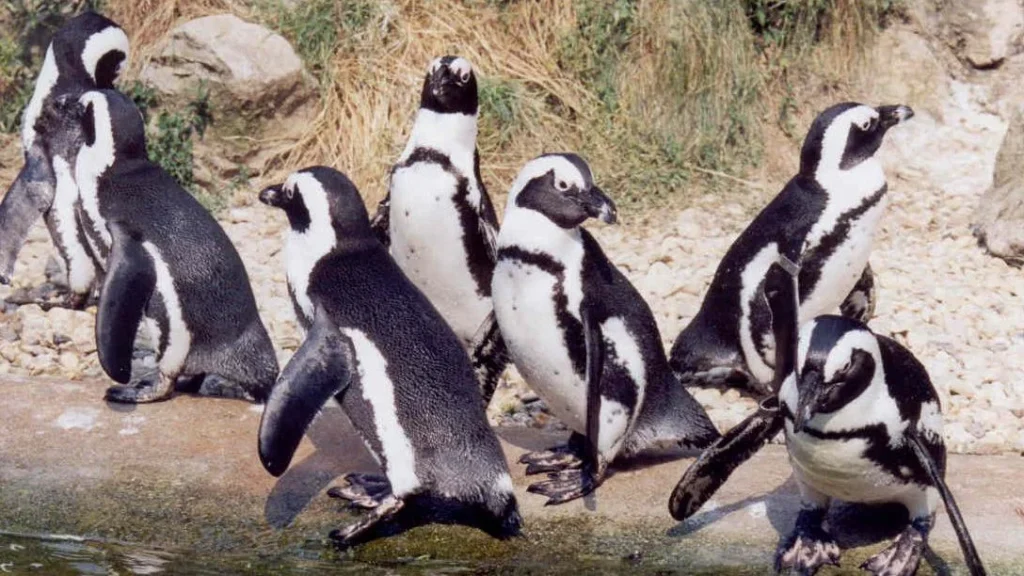 Africa's Penguins Teeter on the Edge: Weight Tech Tracks a Dire Food Crisis