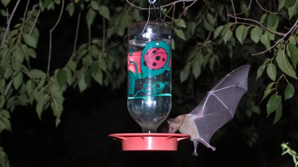 Hummingbird Feeders Unlock Evidence of Endangered Bats in Arizona