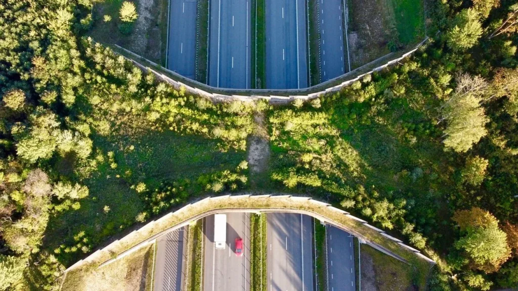 At a Crossroads: Montana Panel Champions Wildlife Crossings to Combat Deadly Collisions