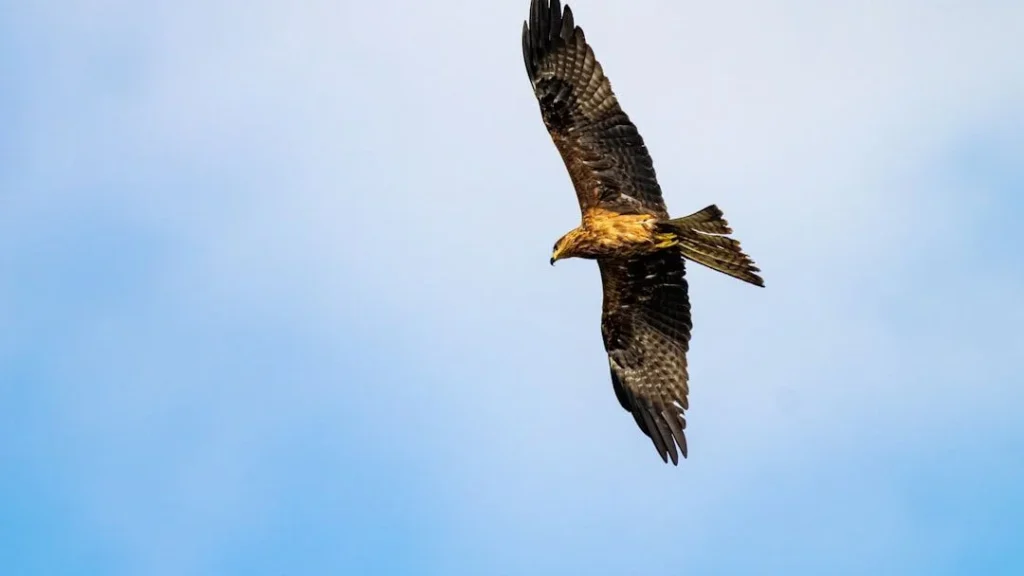 Reviving England's Wild Heart: The Case for Golden Eagles' Return