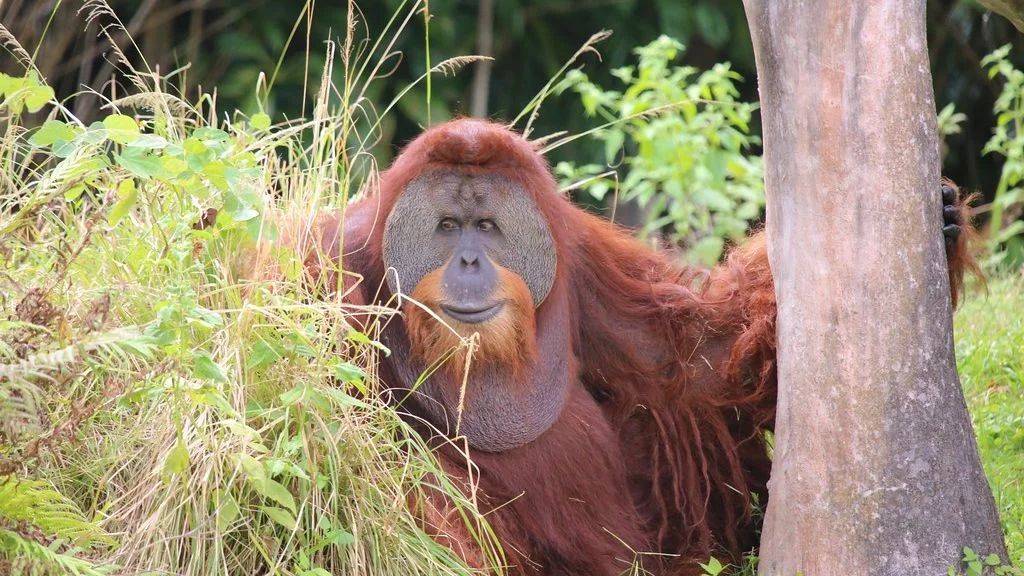 Young Sumatran Orangutan Achieves Milestone by Crossing Canopy Bridge Over Indonesian Road