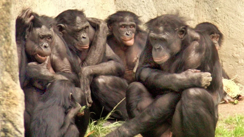 Great Apes Unveil Complex Minds: From Make-Believe Tea to Rational Choices