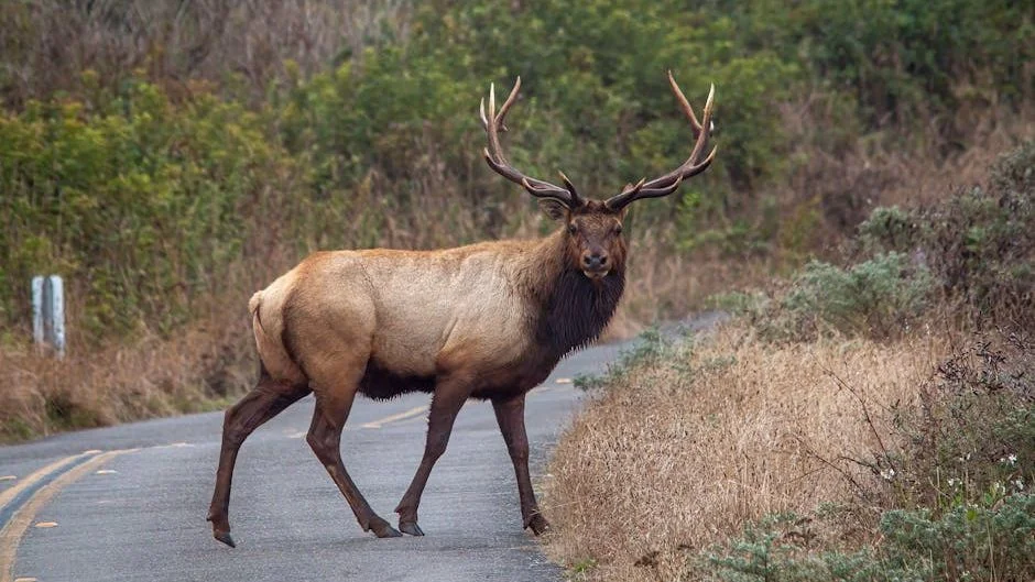 New Bipartisan Bill Aims to Link U.S. Wildlife Habitats Through National Corridor System