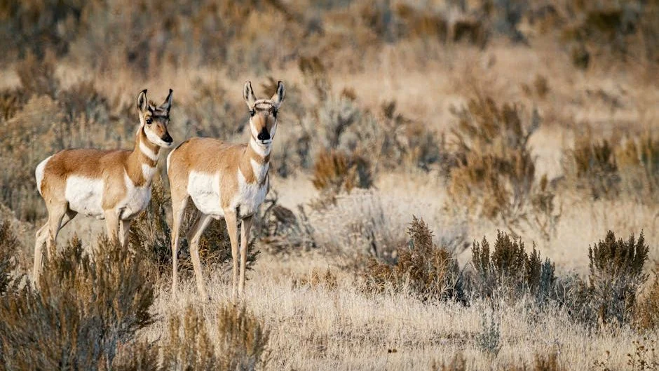 State and Tribal Wildlife Grants: Driving Proactive Conservation Across America