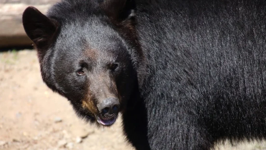 Albany Neighborhood Relieved After Young Black Bear's Safe Tree Rescue