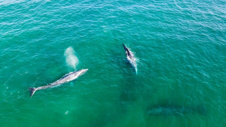 San Francisco Bay Emerges as Deadly Haven for Hungry Gray Whales