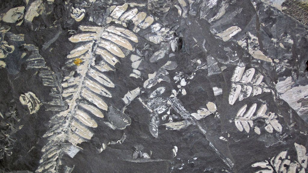 12 Surprising Facts About Prehistoric Plants That Shaped Ancient Ecosystems