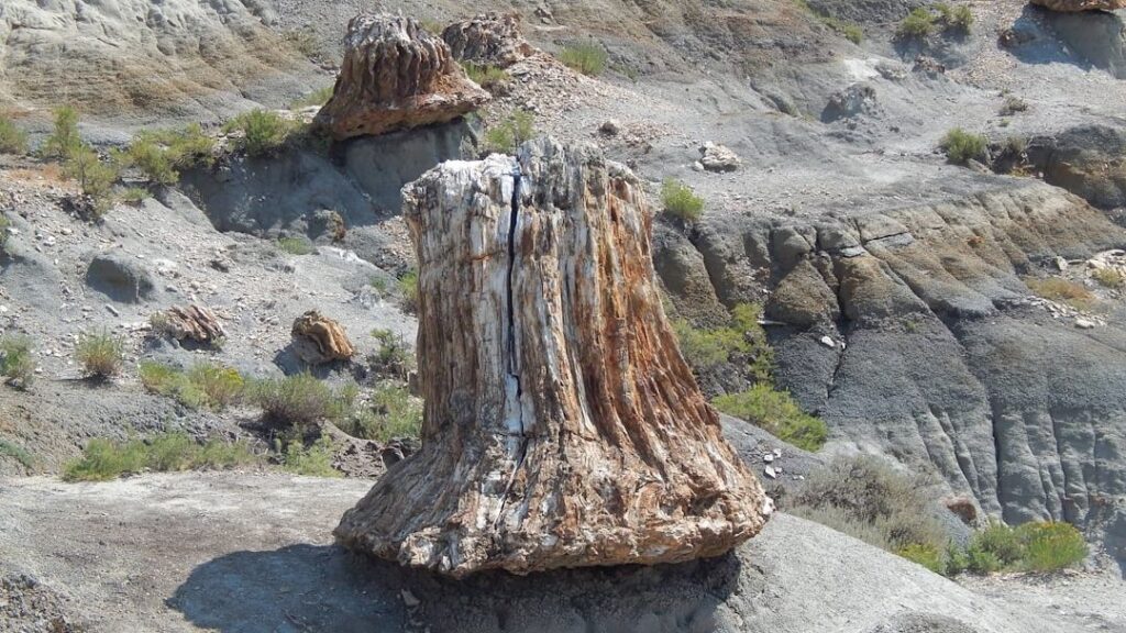 Fossilized Forests: Peeking into the Verdant World of Prehistoric Ecosystems