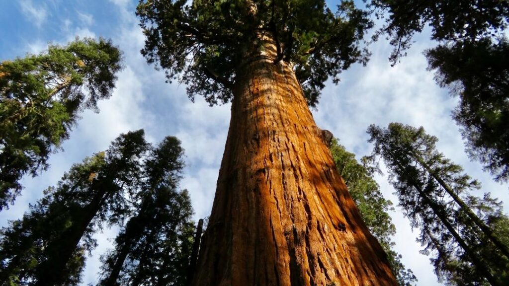 6 Zodiac Signs Whose Spirit is as Ancient and Grounded as a Giant Redwood