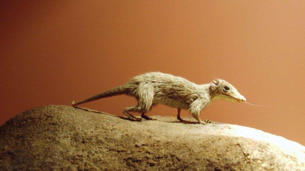 How Mammals Learned to Hide While Dinosaurs Dominated