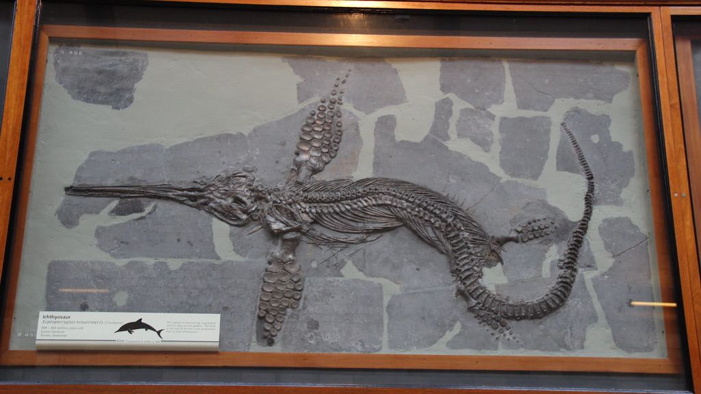 11 Amazing Fossils That Changed Our Understanding of Prehistoric Life