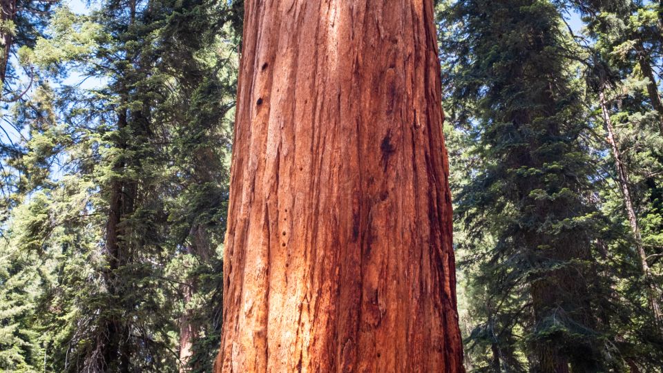 6 Zodiac Signs That Exhibit the Quiet Strength of an Ancient Redwood Forest