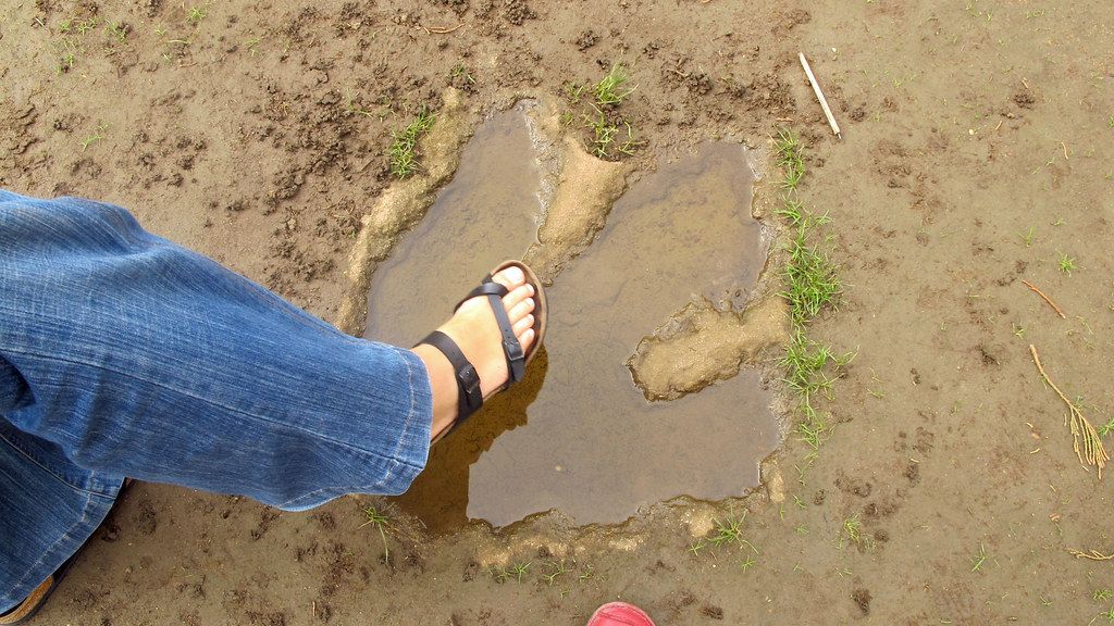 9 Fascinating Geological Formations That Preserve Dinosaur Footprints in Time