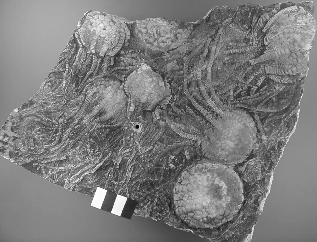 The Oldest Fossils on Earth Tell a Surprising Tale of Early Life
