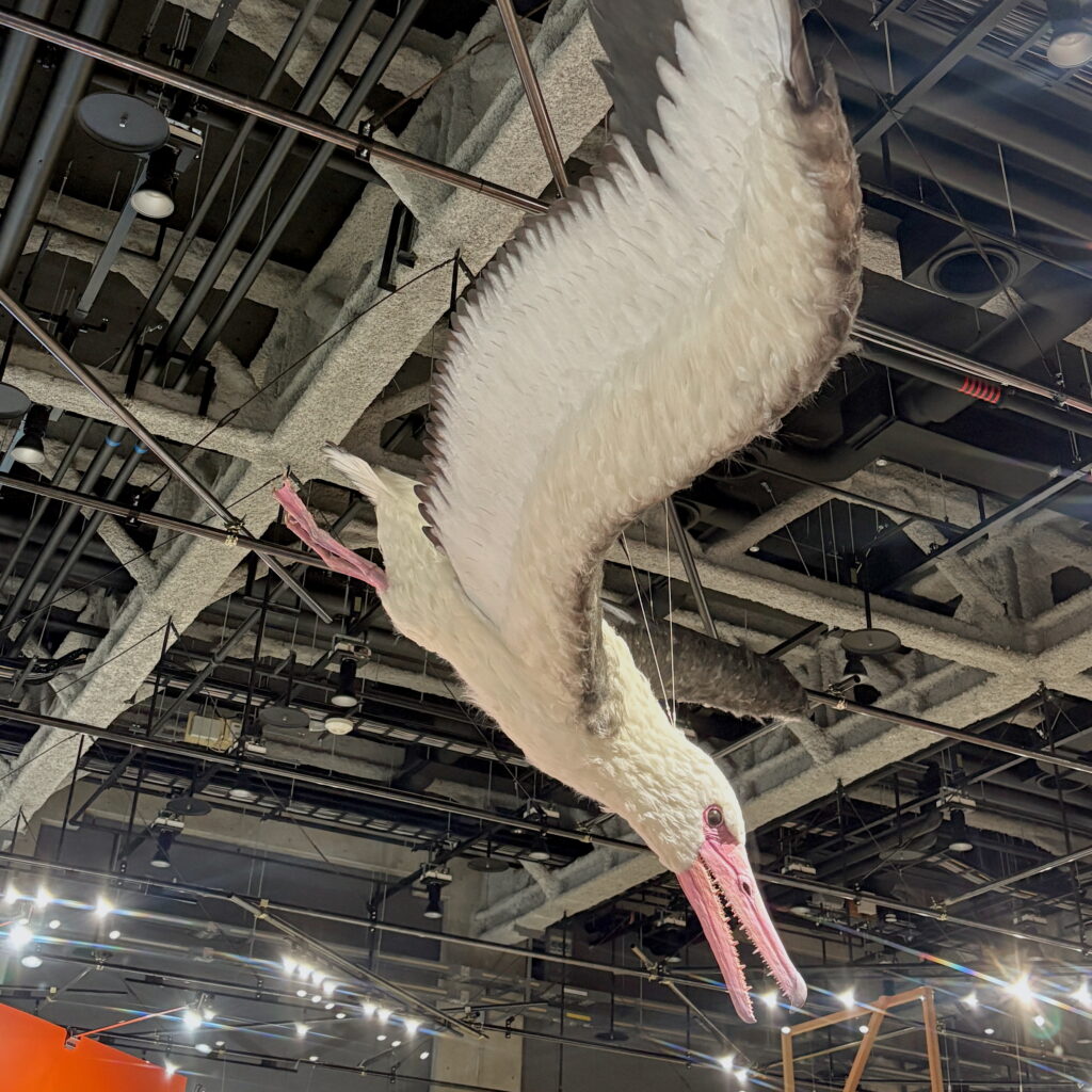 Fact 9: Pelagornis Sandersi Had Wings That Defied Scientific Expectation