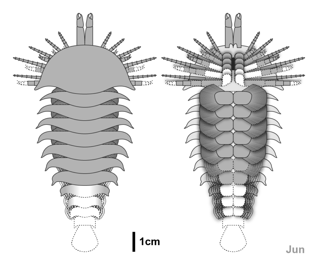 10. Megachelicerax Cousteaui: The Tiny Claw That Rewrote Spider Origins