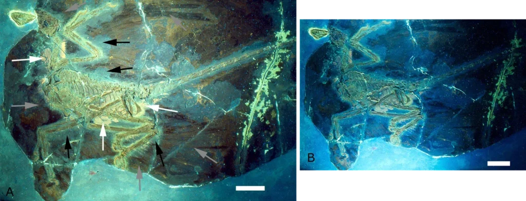 Recent Discoveries Show Dinosaurs Were More Colorful Than We Imagined