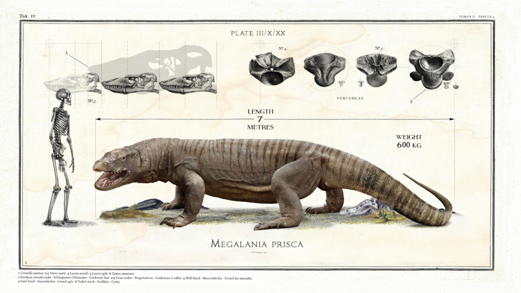 Who Was Megalania? An Introduction to the "Ancient Great Roamer"