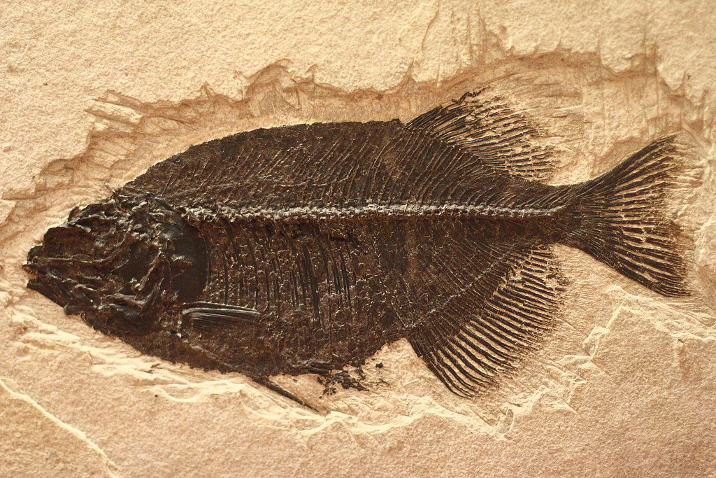 6 Times Fossils Were Discovered in Places That Used to Be Oceans