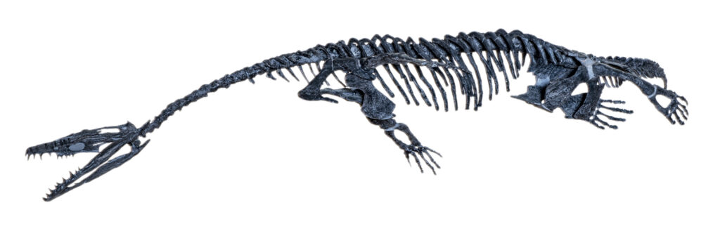 Nothosaurus: The Ancient Seal-Like Pioneer of the Prehistoric Coast 