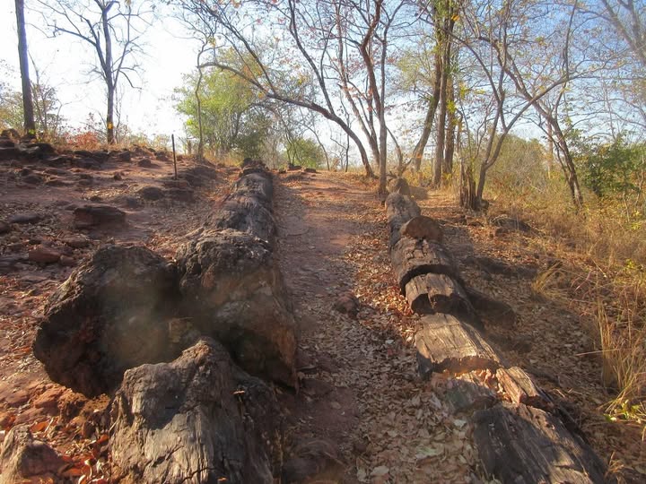 Relics of a Lost Temperate World