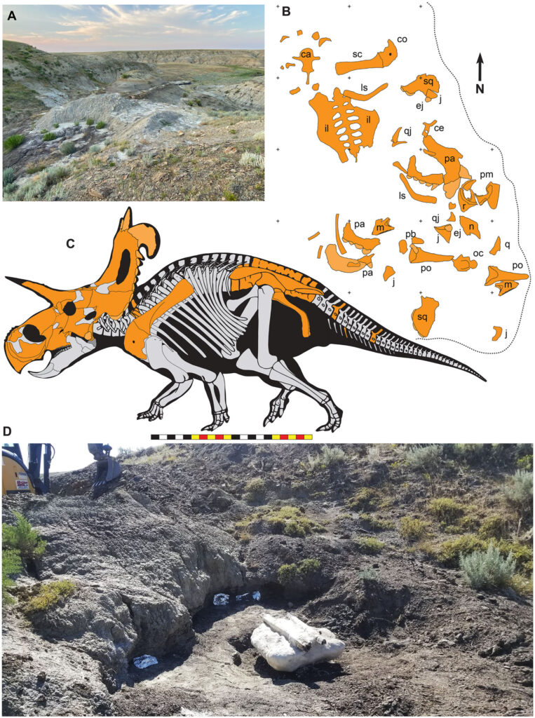 Lokiceratops: Montana's Norse God of the Badlands 