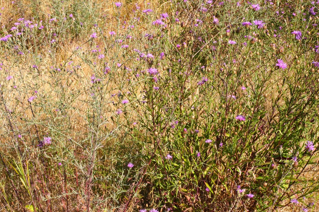 Flowering Plants and Warm Pulses: The Hidden Engines of Mammal Evolution