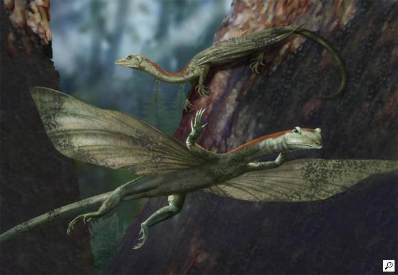 Mecistotrachelos: The Long-Necked Soarer of Virginia 