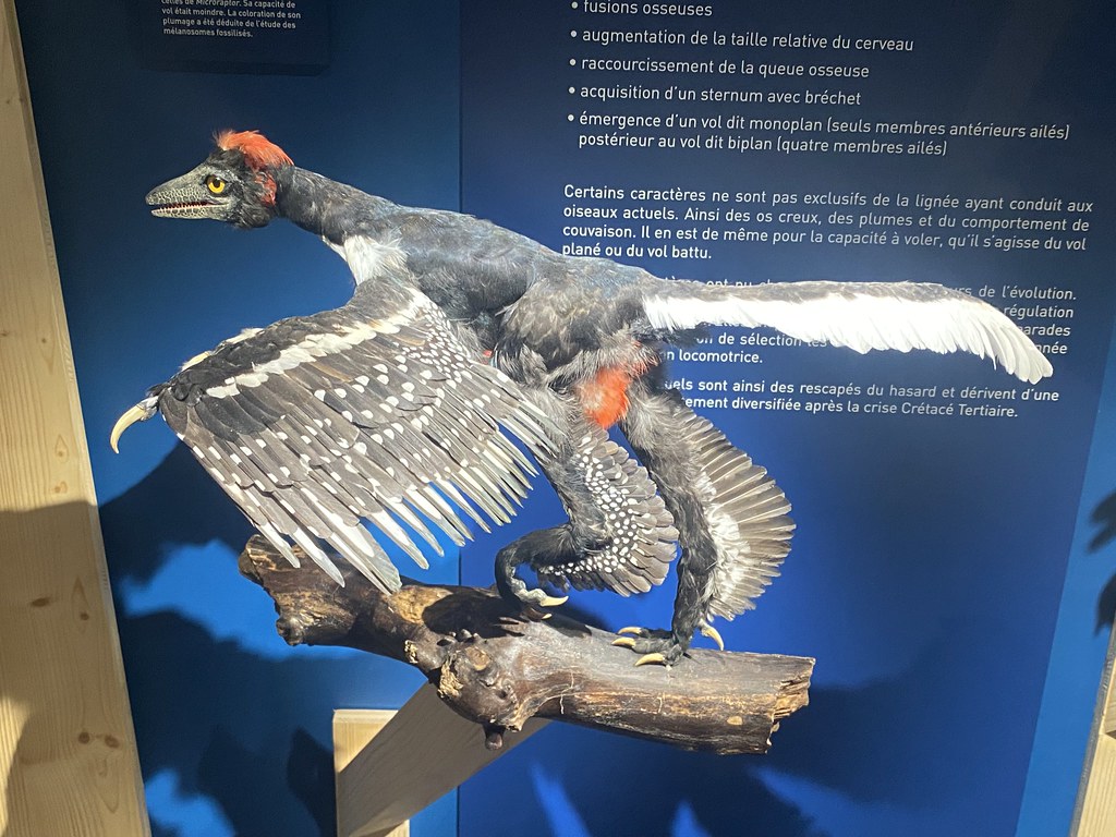 The Mystery of Dinosaur Feathers: Unraveling an Evolutionary Marvel