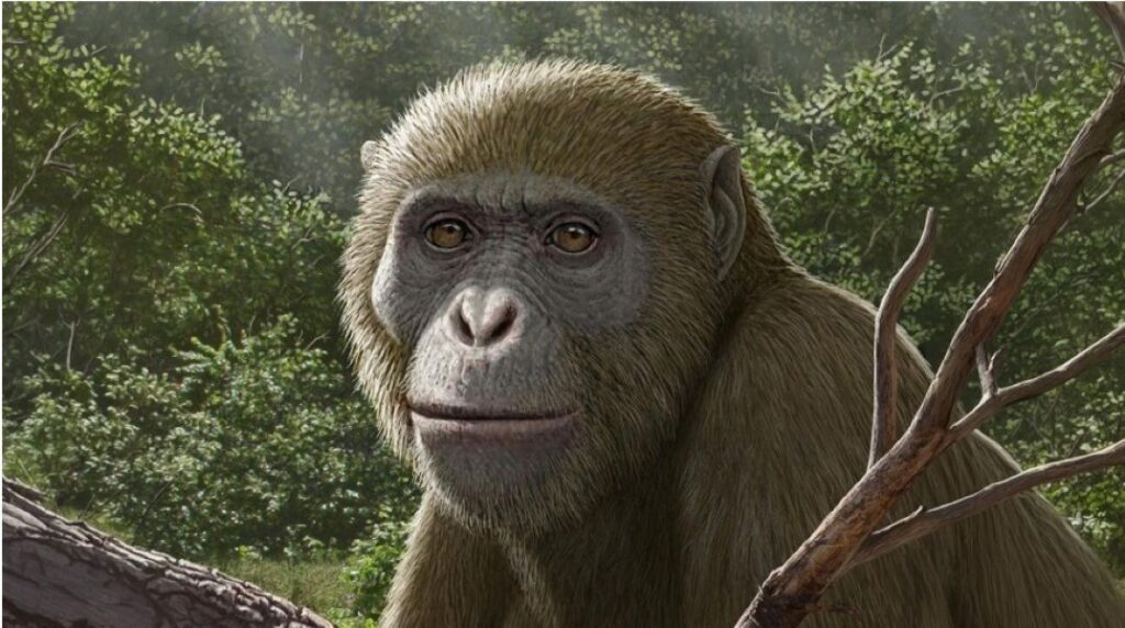 The First North African Ape Emerges from the Sands