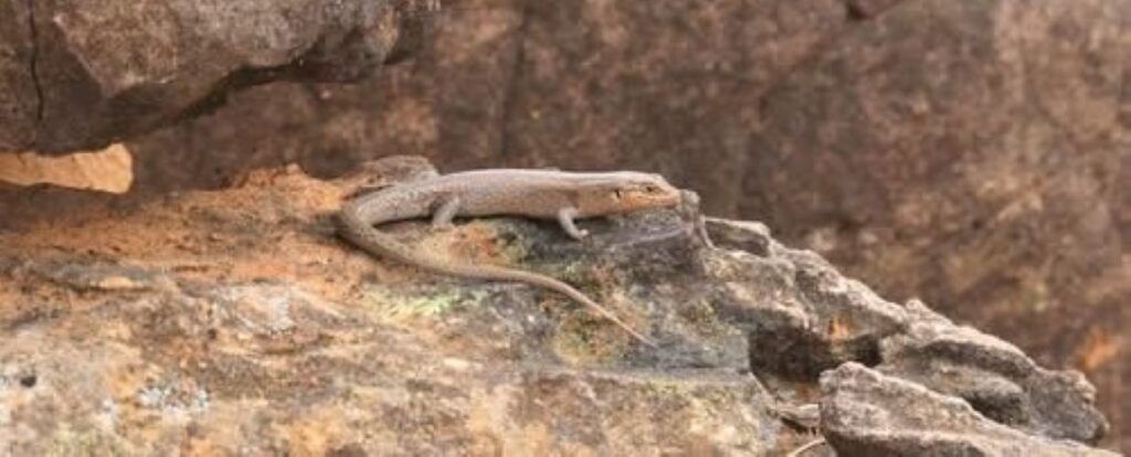 Rare Skink Emerges as Distinct Species in Australia's Outback, Aided by Indigenous Expertise