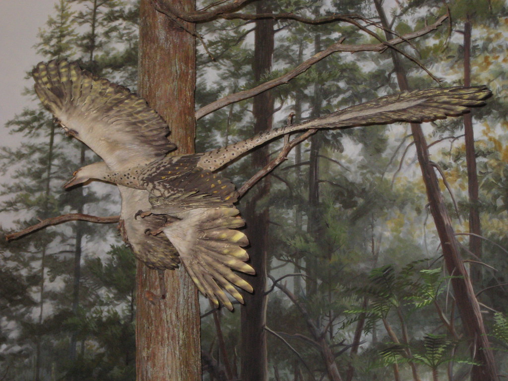 How Feathers Led to the Birth of Flight