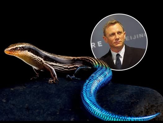 13. The James Bond Lizard Found Near Goldeneye, Jamaica